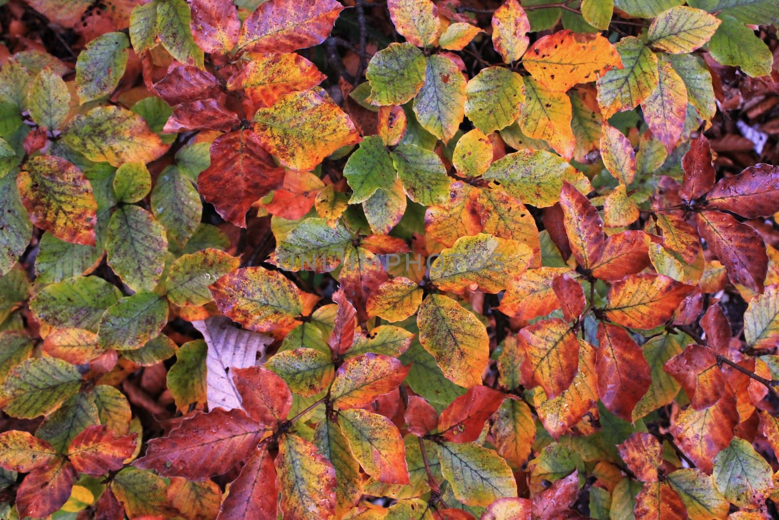 Close up of many green and red autumn leaves in a forest
