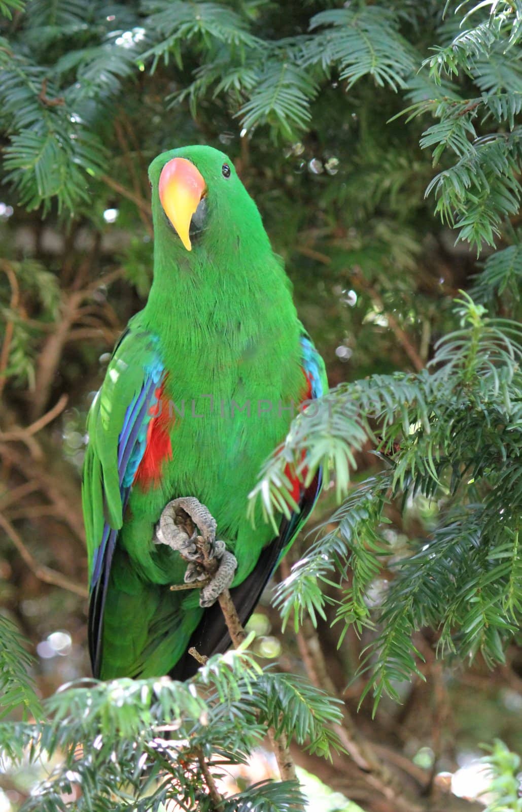 Green eclectus parrot with its yellow beak standing on a branch and surrounded by leaves