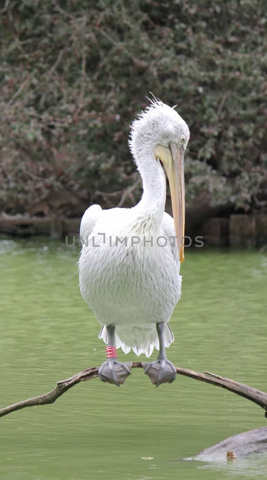 Quiet white pelican standing on a branch upon the lake