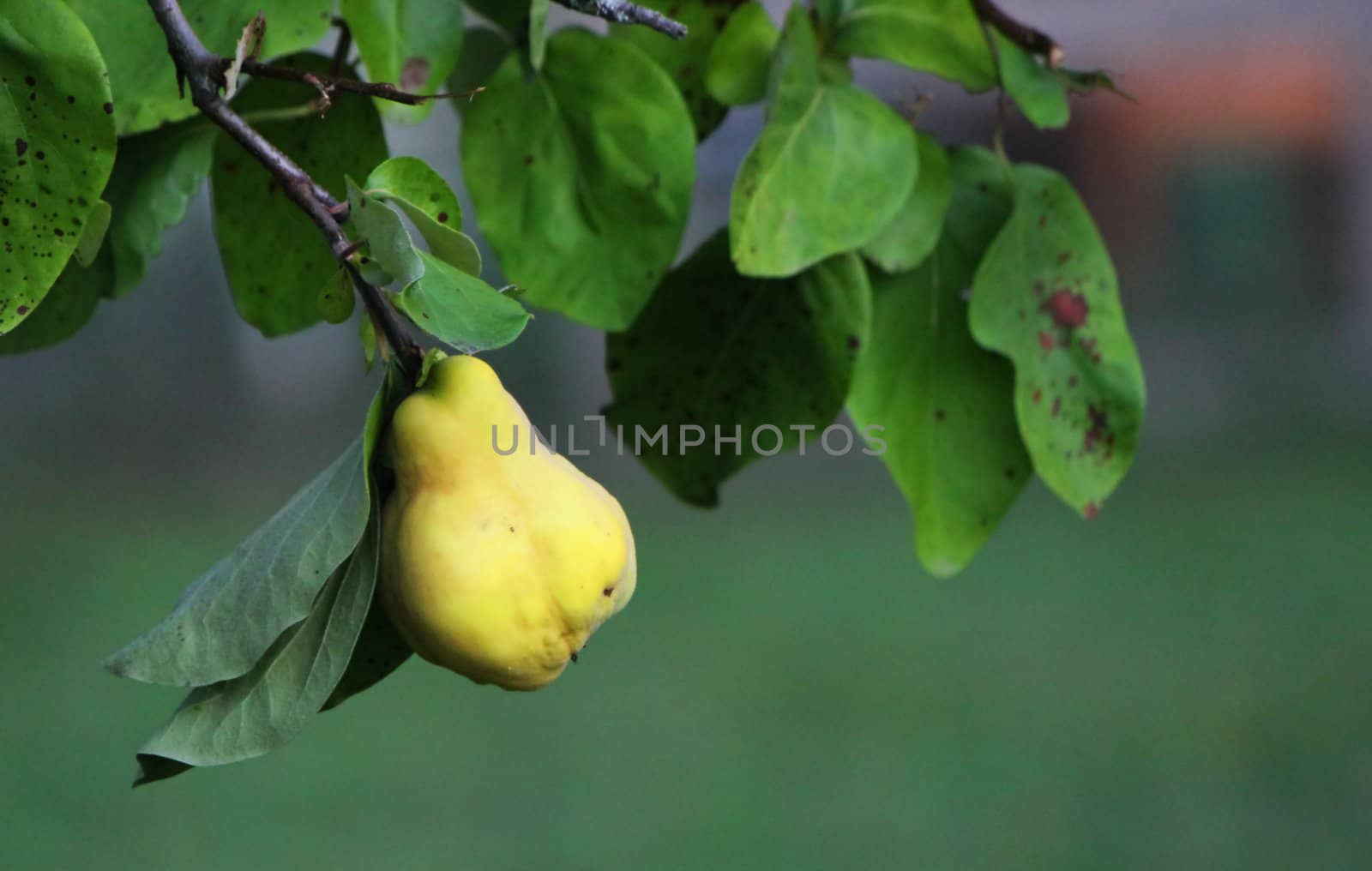 Yellow quince alone on tha branch of the tree