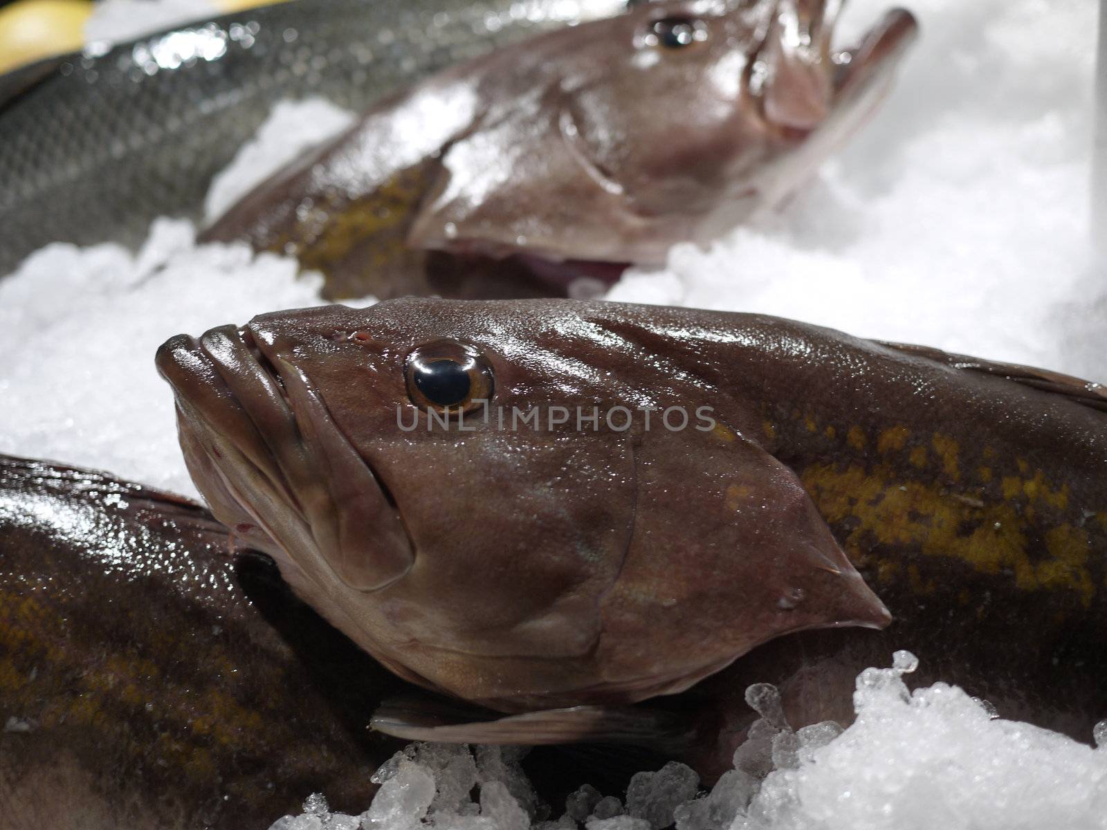 Fresh fish by seattlephoto