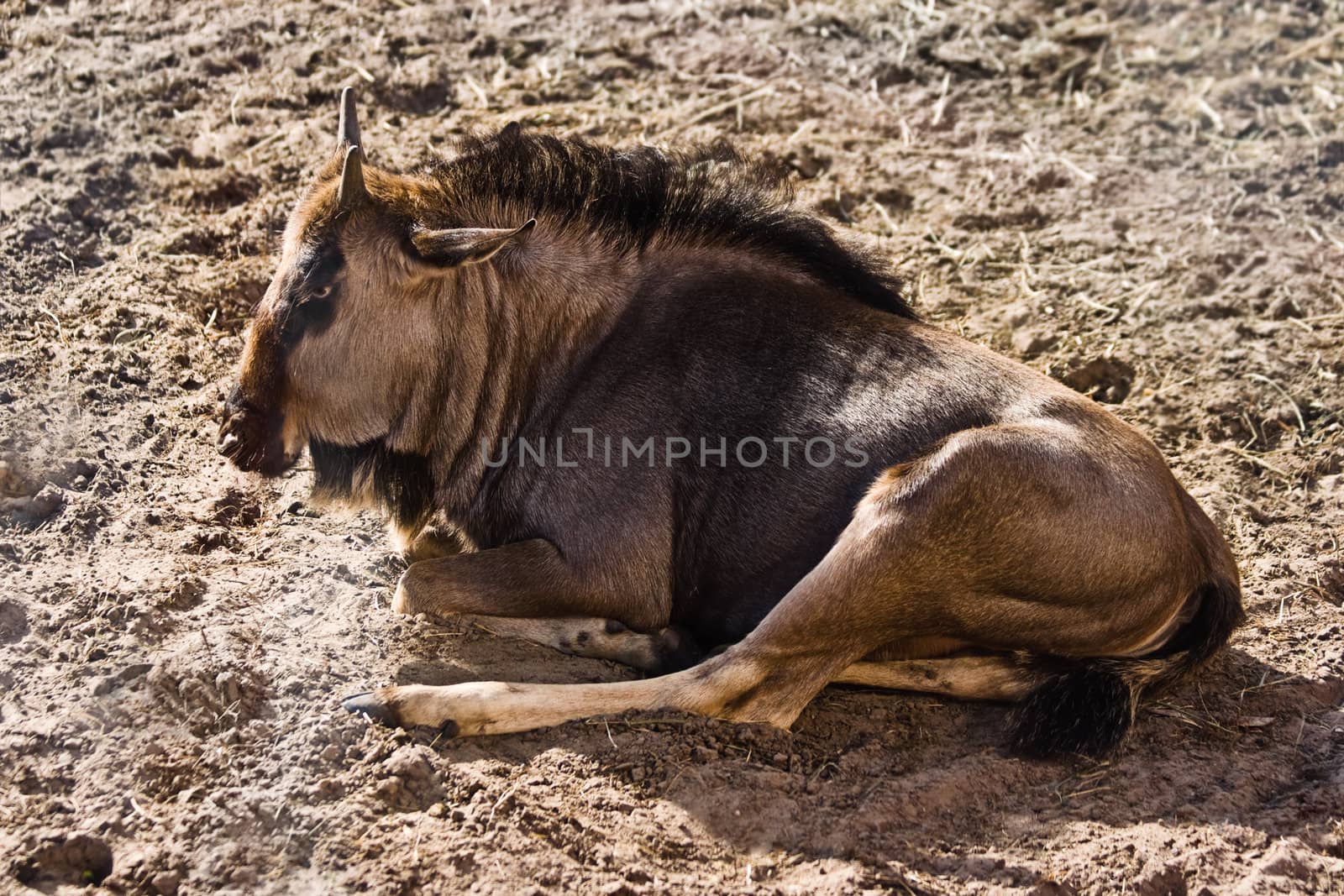 Blue Wildebeest or Brindled Gnu - Connochaetes taurinus -  resting in late afternoon sunlight