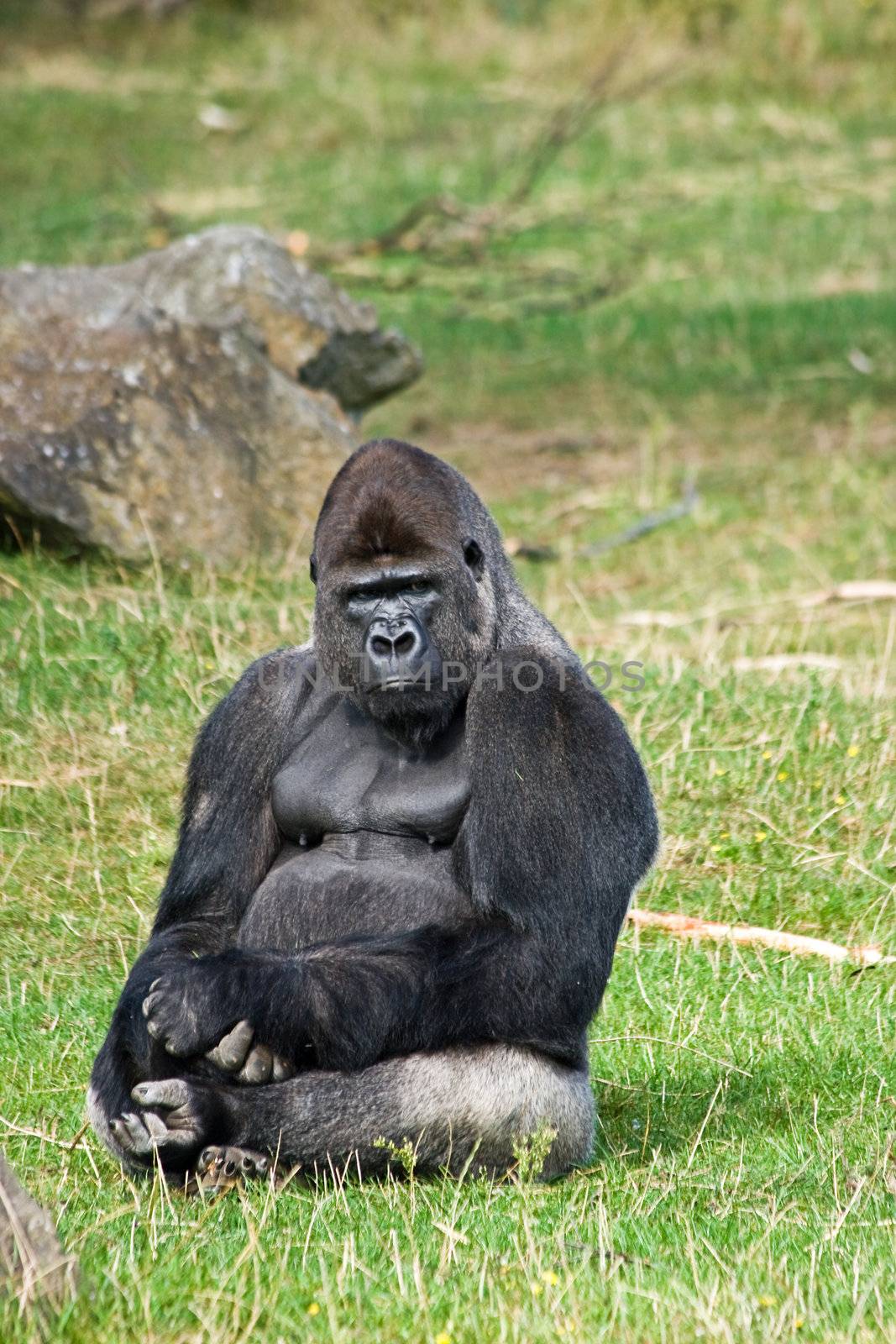 Gorilla silverback sitting on grass relaxing and looking around