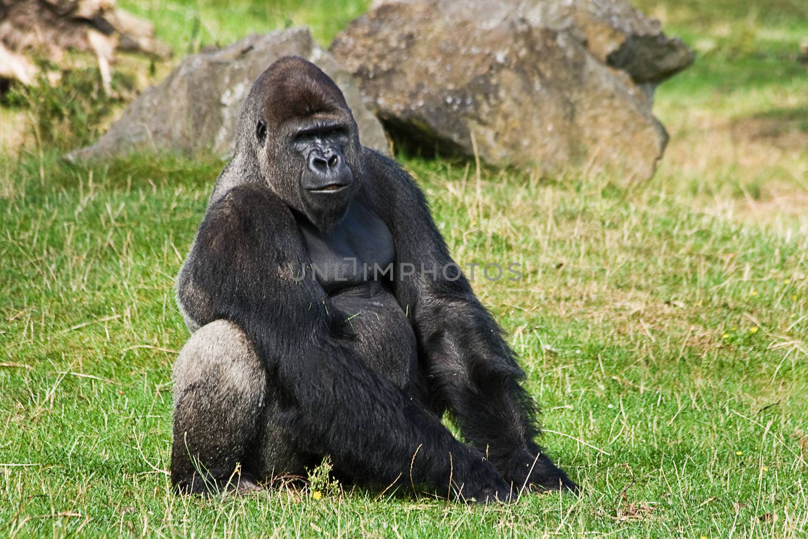Gorilla silverback sitting on grass relaxing and looking around