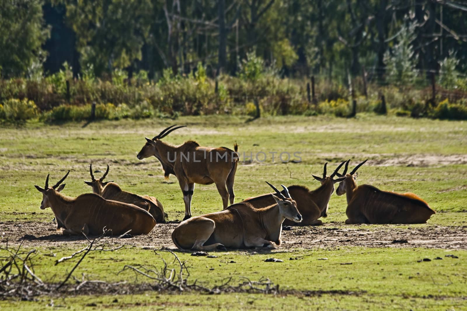 Small herd with Eland antelopes - Taurotragus oryx - resting in a park