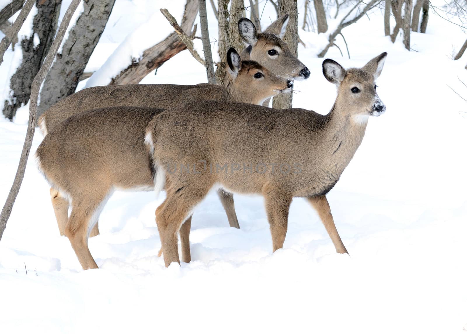 Whitetail Deer Yearlings And Doe by brm1949