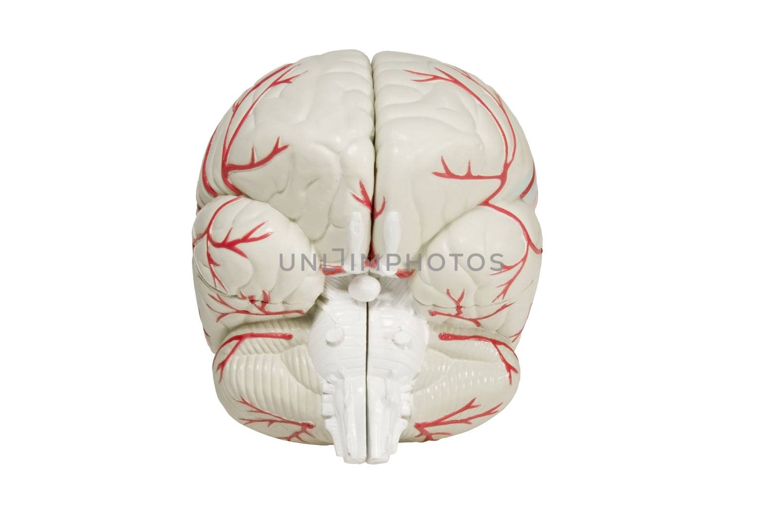 back view brain model isolated by dcwcreations