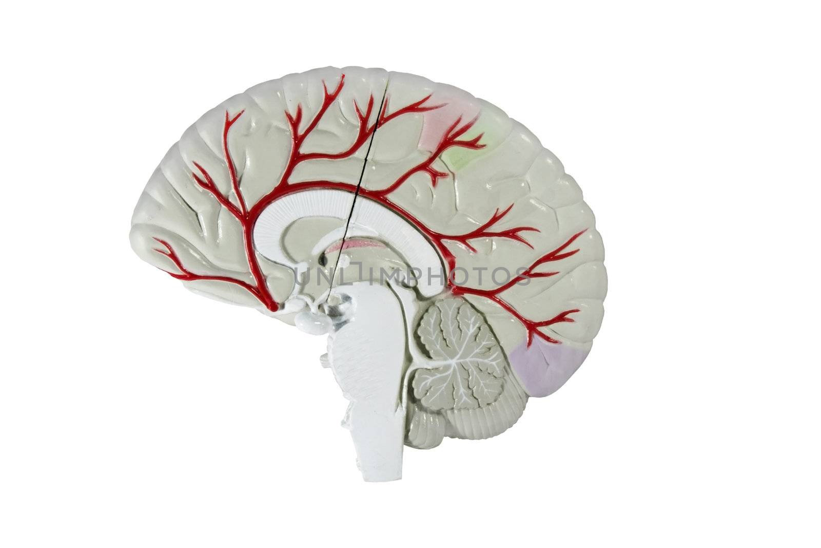 human brain cross section model by dcwcreations