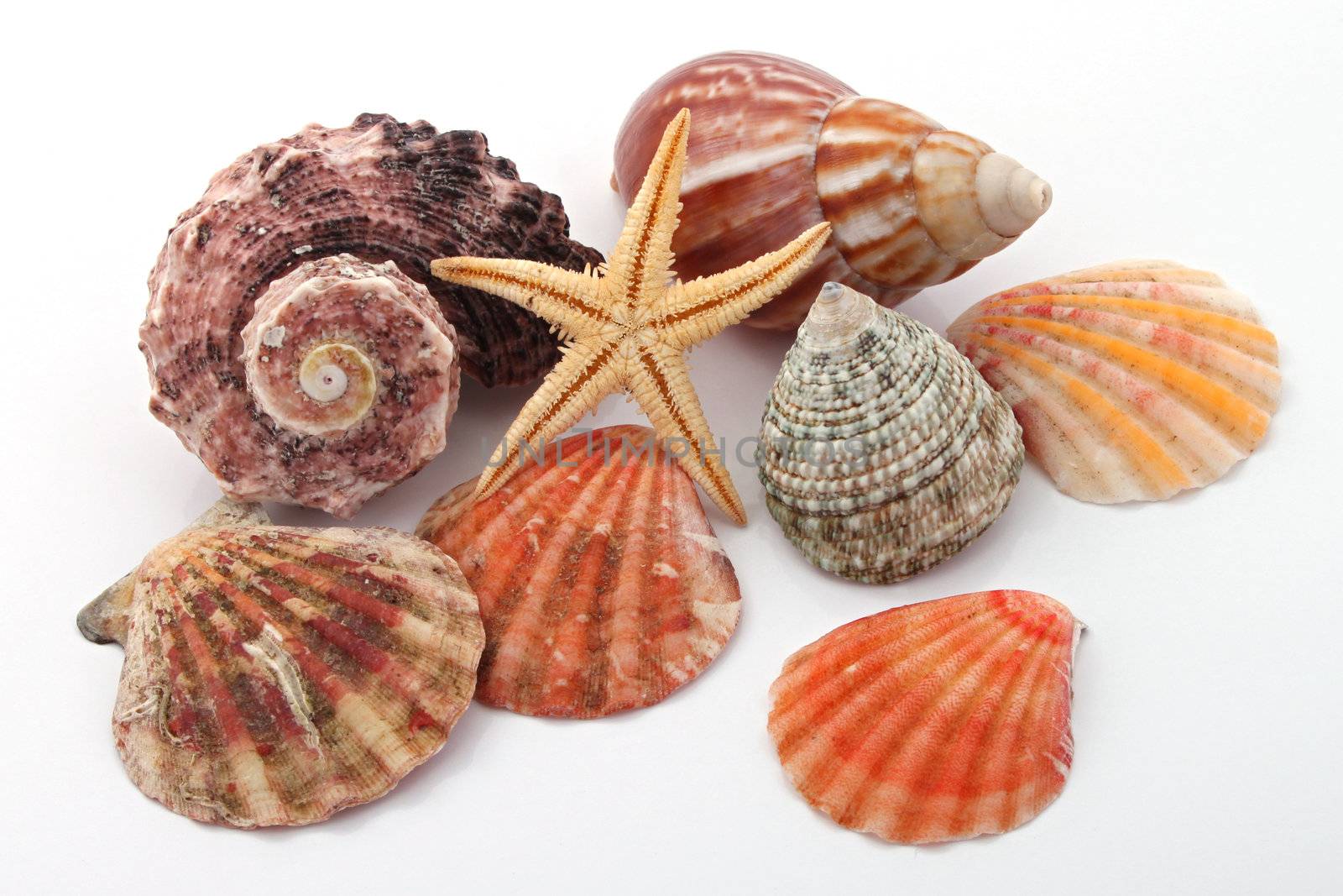 Star fish and sea shells over a white background.