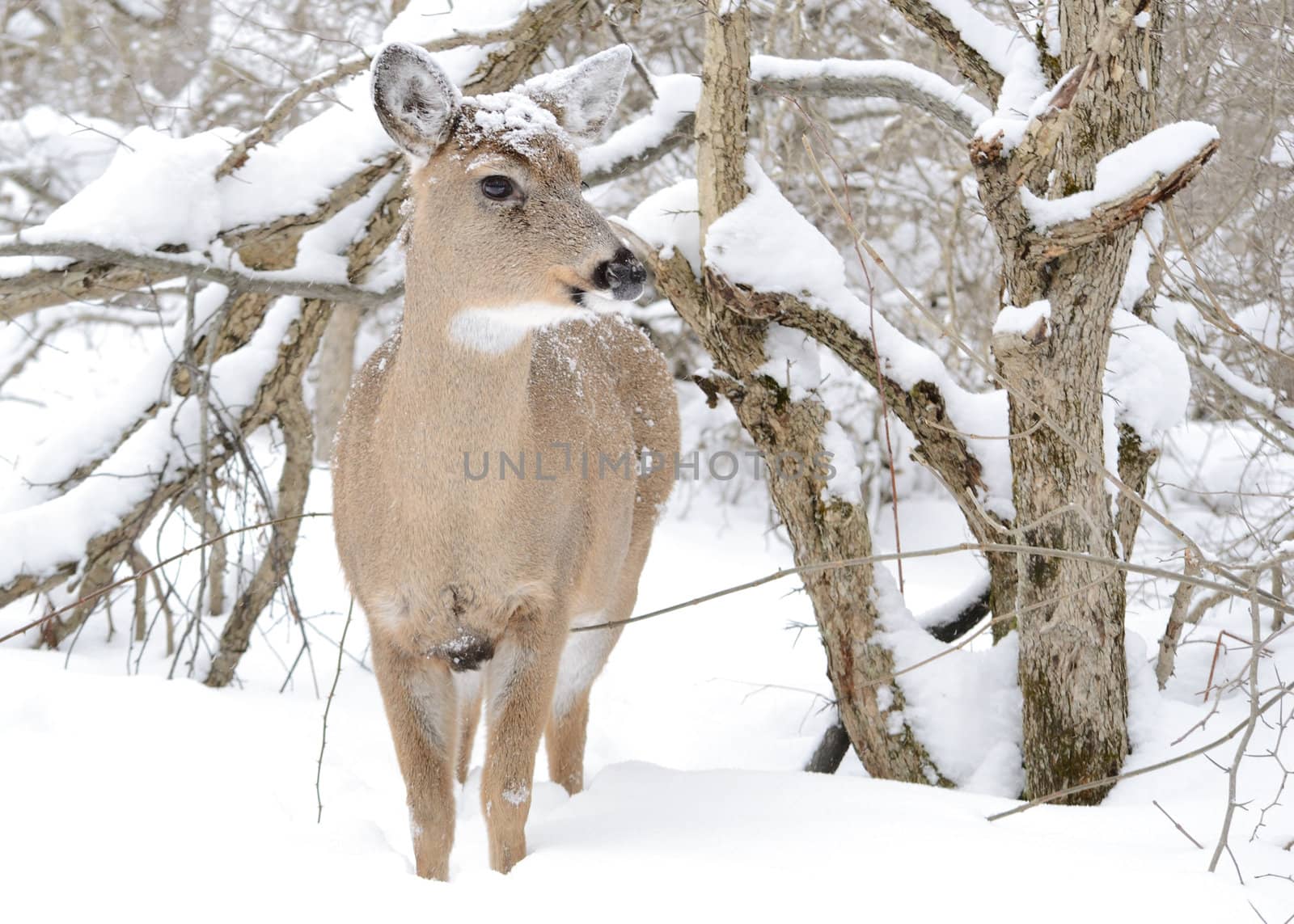 Whitetail deer doe standing in the woods in winter snow.