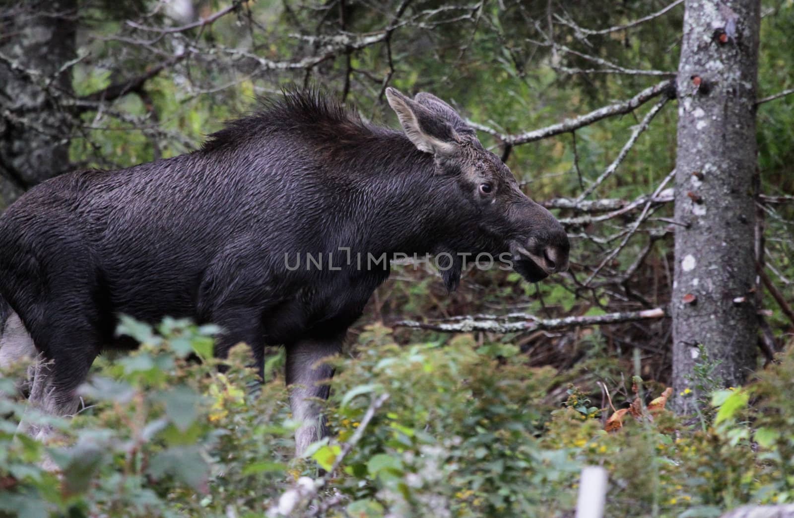 A young moose moving along with it's ears back in Cape Breton Highlands National Park, in Nova Scotia Canada.
