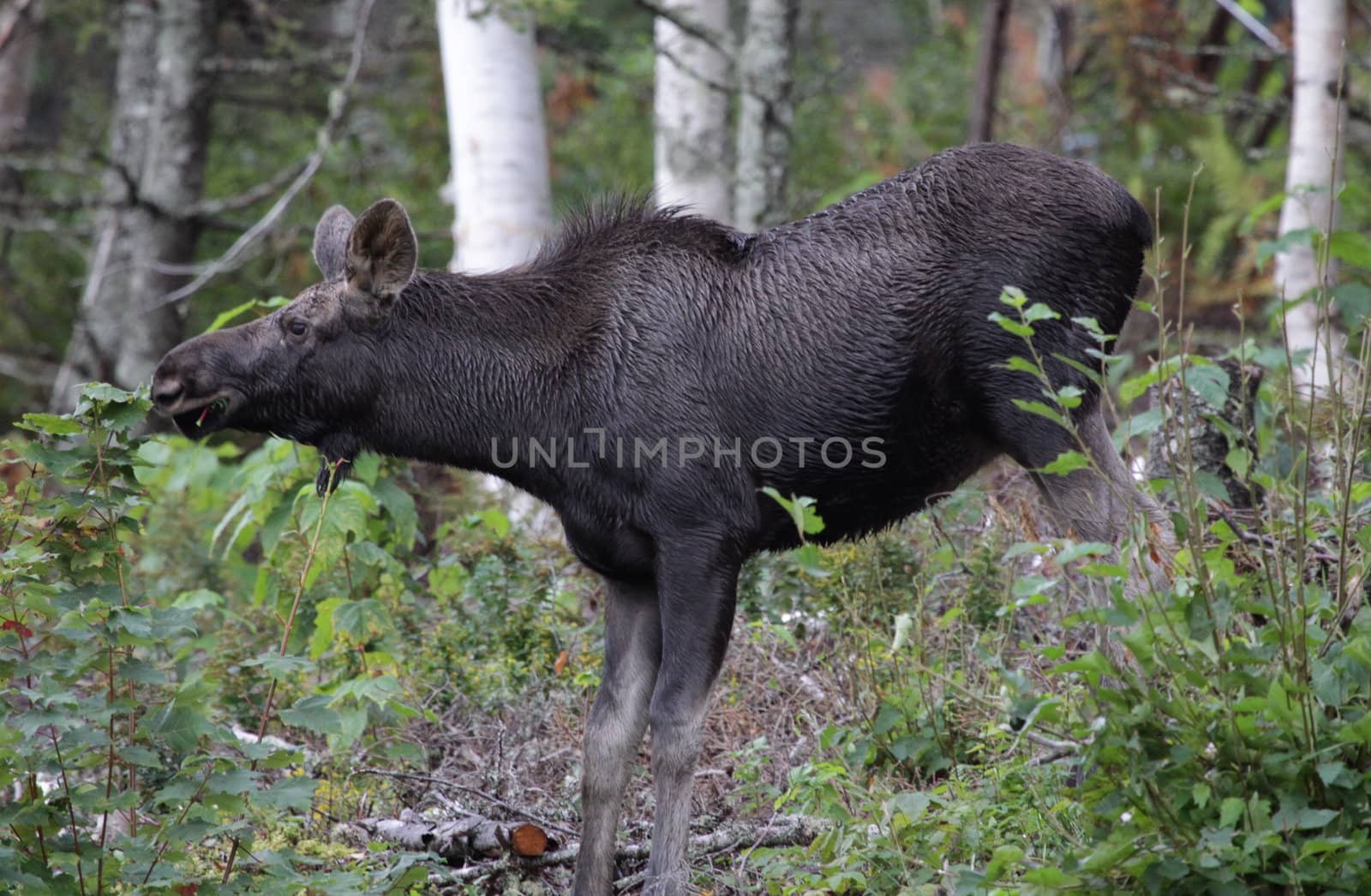 A moose feeding on a small tree in Cape Breton Highlands National Park, in Nova Scotia Canada.