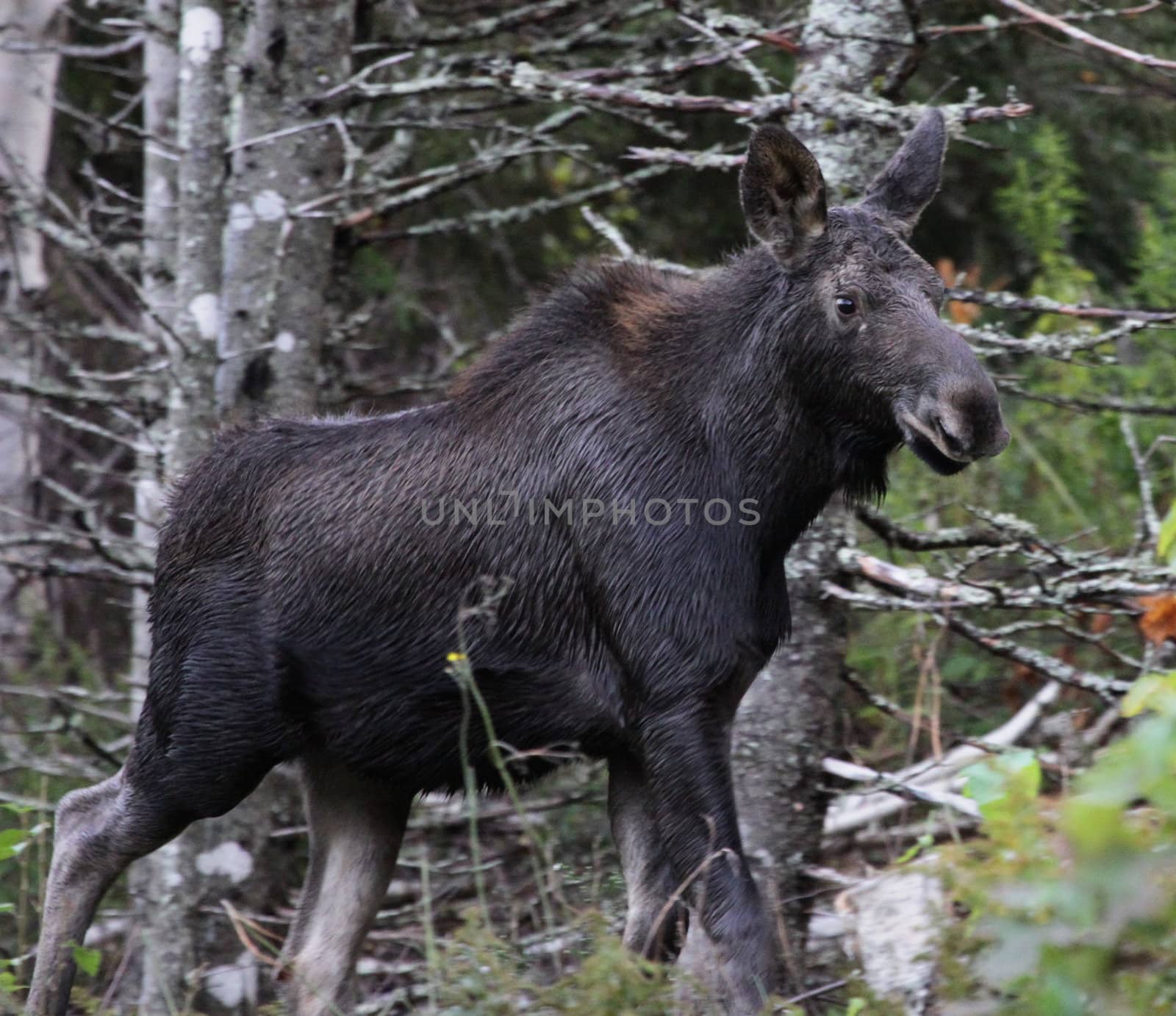 A young moose moving along in Cape Breton Highlands National Park, in Nova Scotia Canada.
