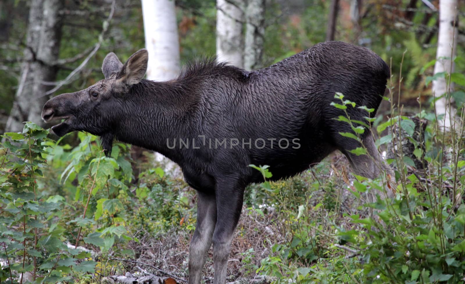 A moose feeding on a small tree in Cape Breton Highlands National Park, in Nova Scotia Canada.
