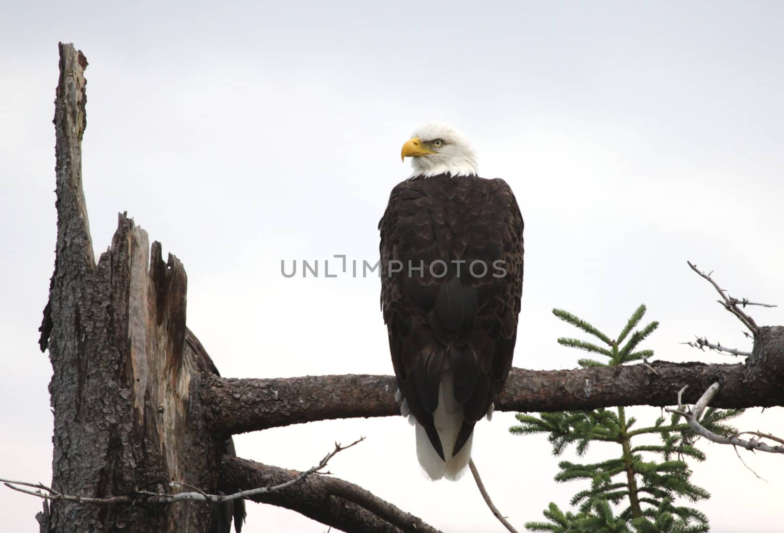 A perched bald eagle (Haliaeetus leucocephalus), shot in Cape Breton Highlands National Park, Nova Scotia Canada.