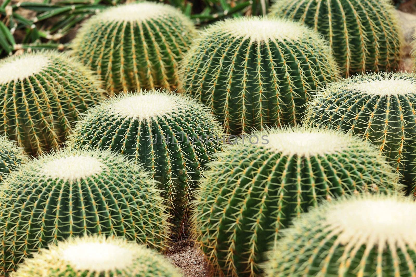 Cactus in Desert
