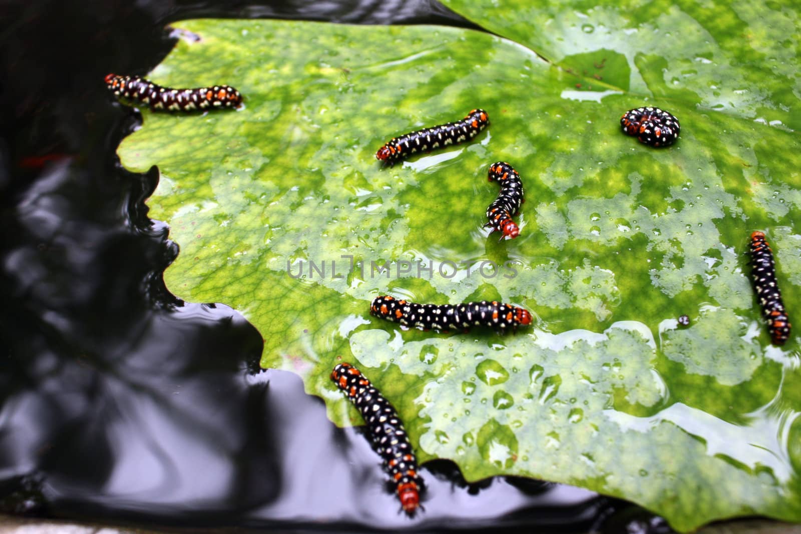 A group of caterpillars on a lotus leaf.