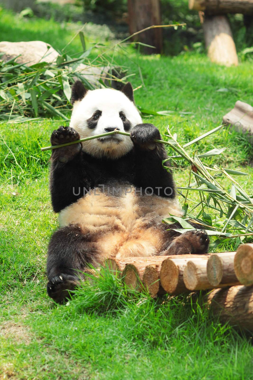panda