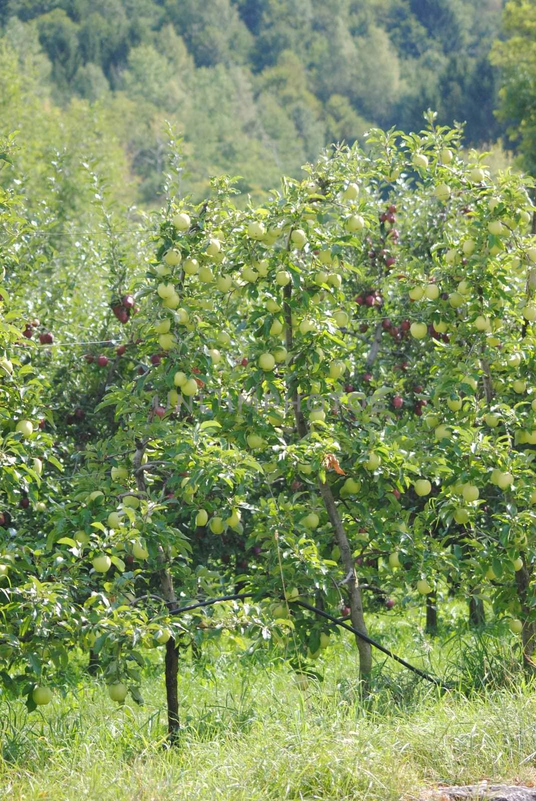 a red apple quality among other golden apple