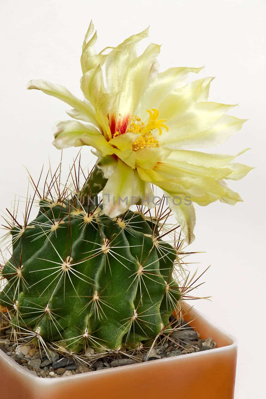 Cactus with blossoms on light background (Notocactus).