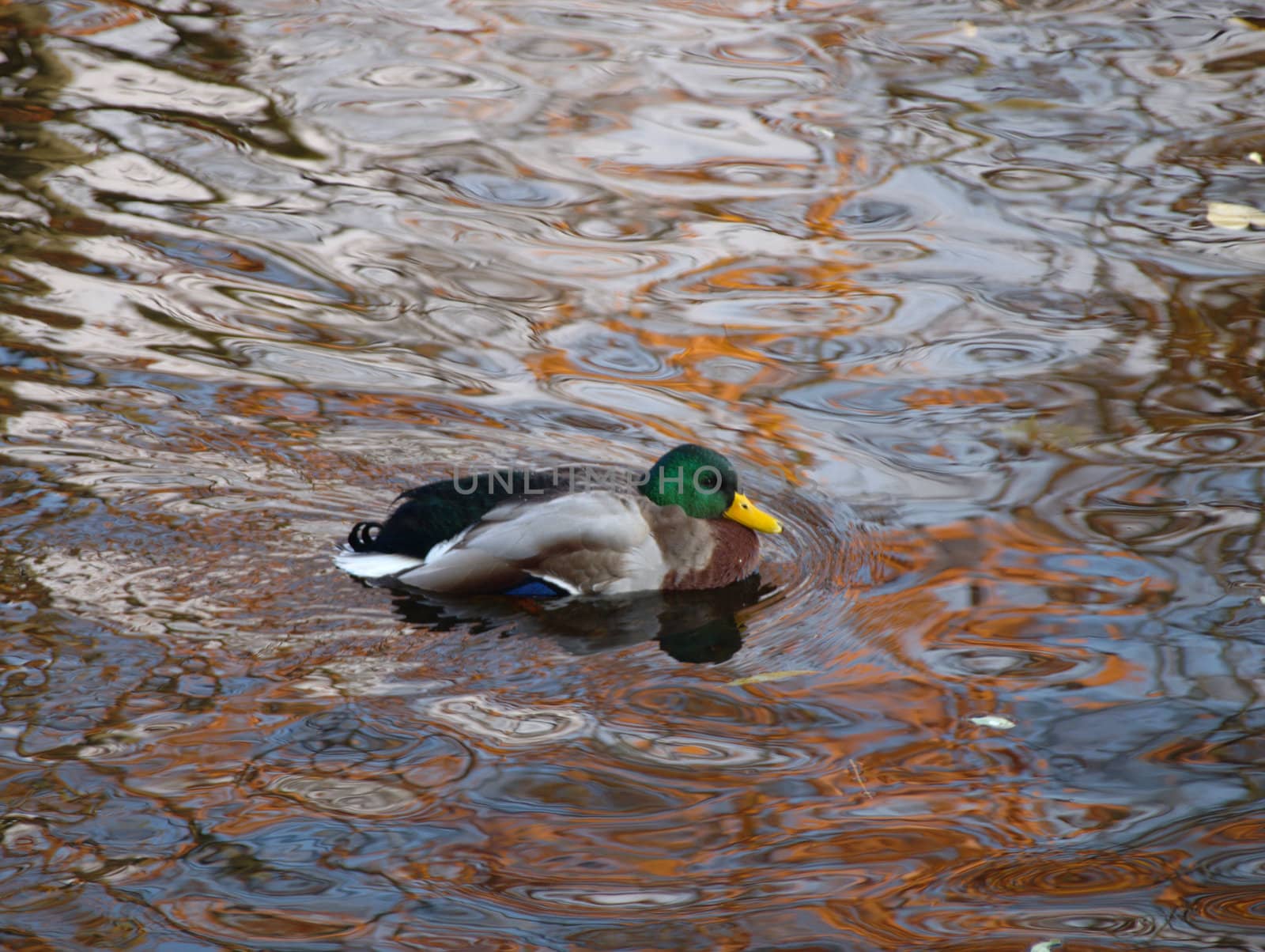 wild duck in colour water
