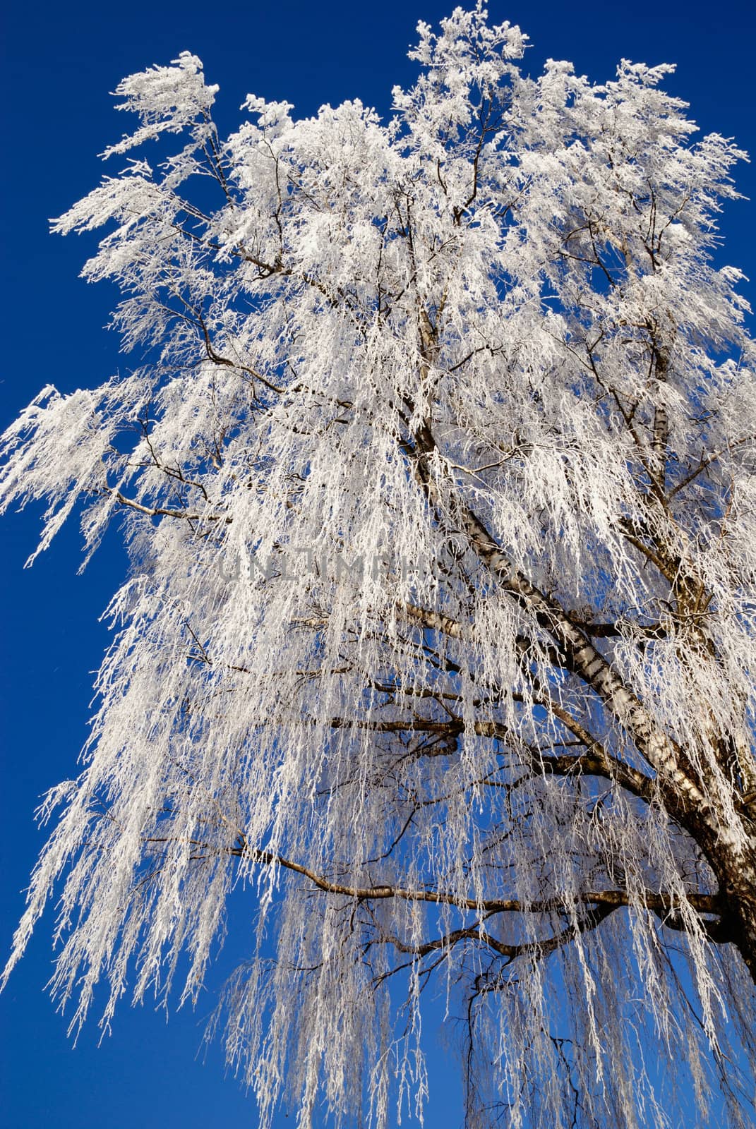 Frost on beautiful tree in austrian winter under blue sky.