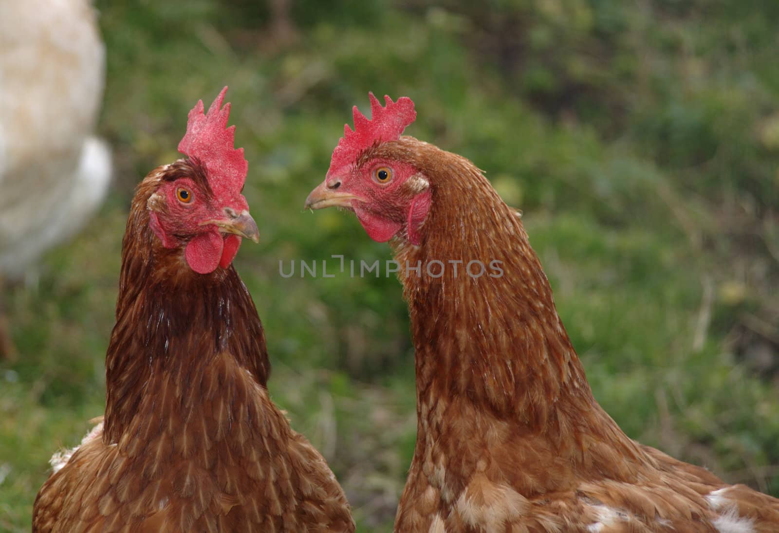 two hens are doing rumors