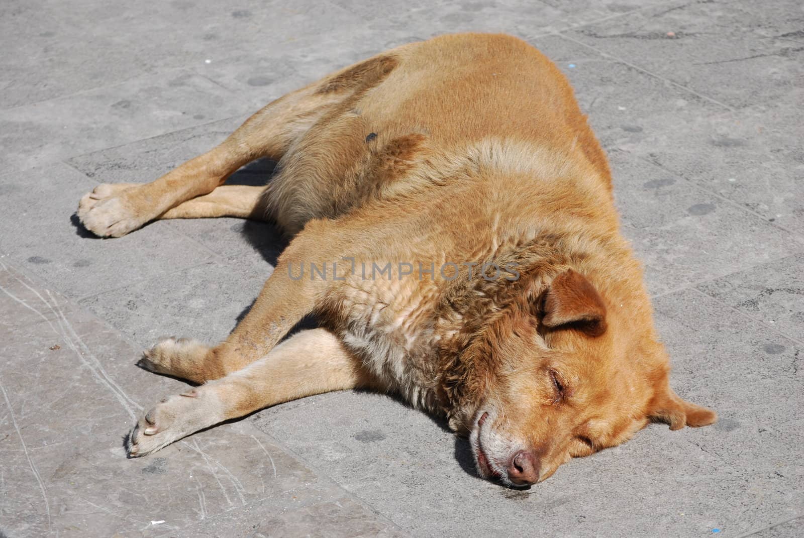 A lying dog by marcopa82