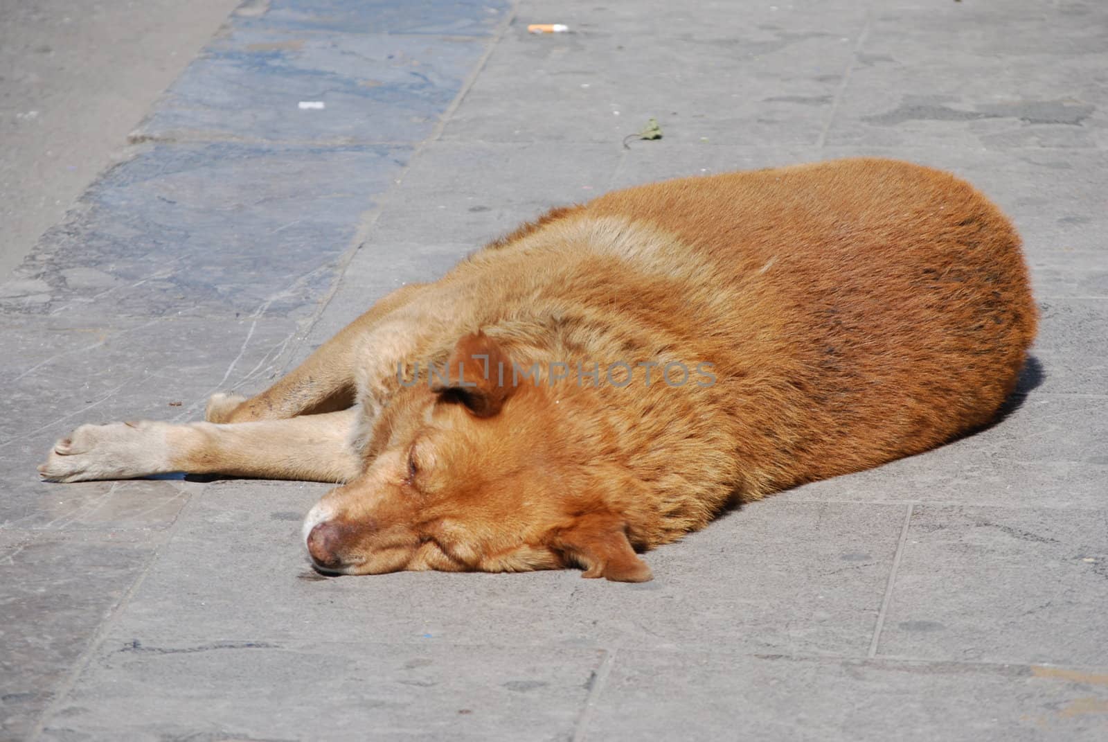 A lying dog on the street.