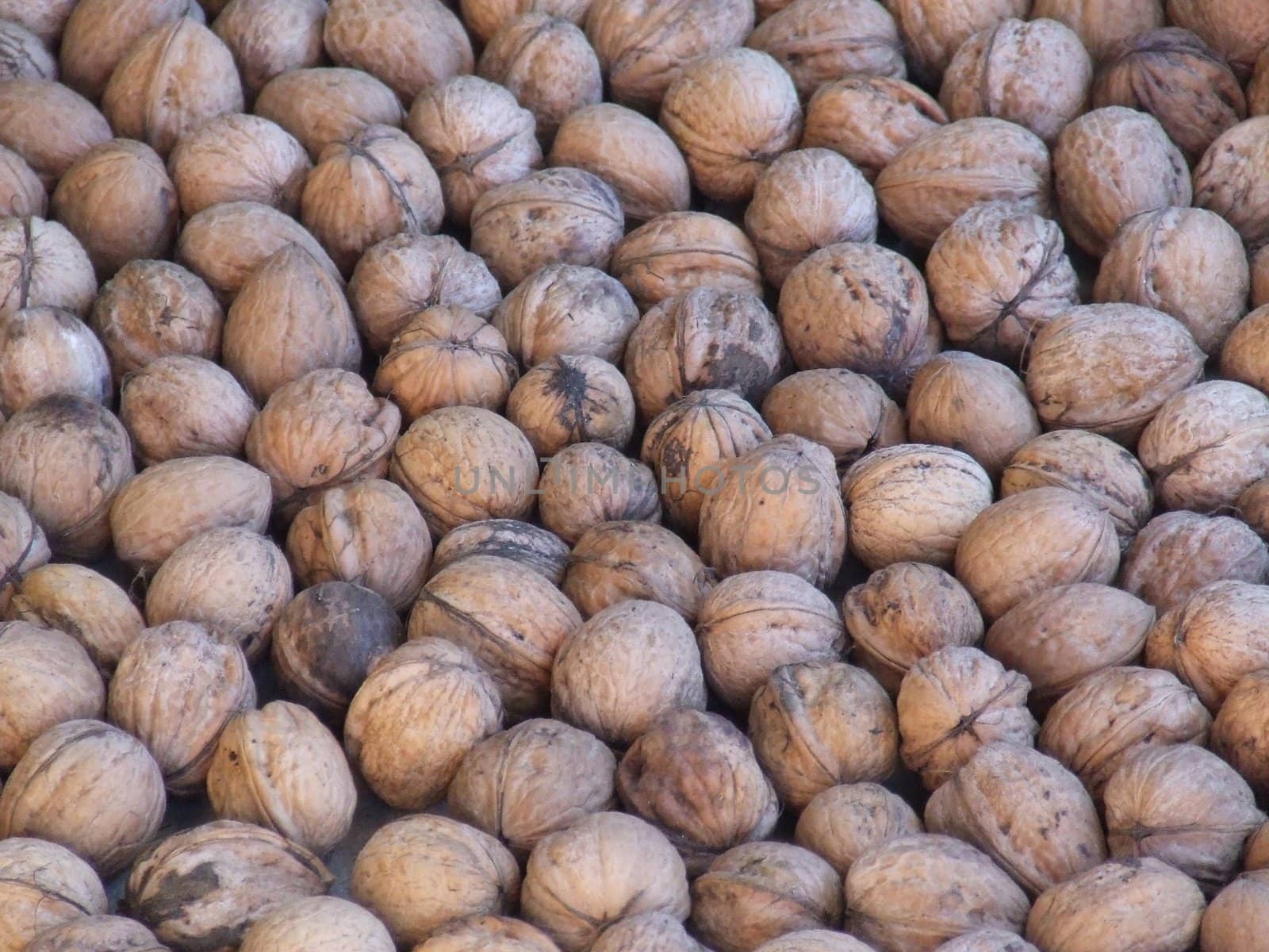 The photo shows the fruit of the walnut