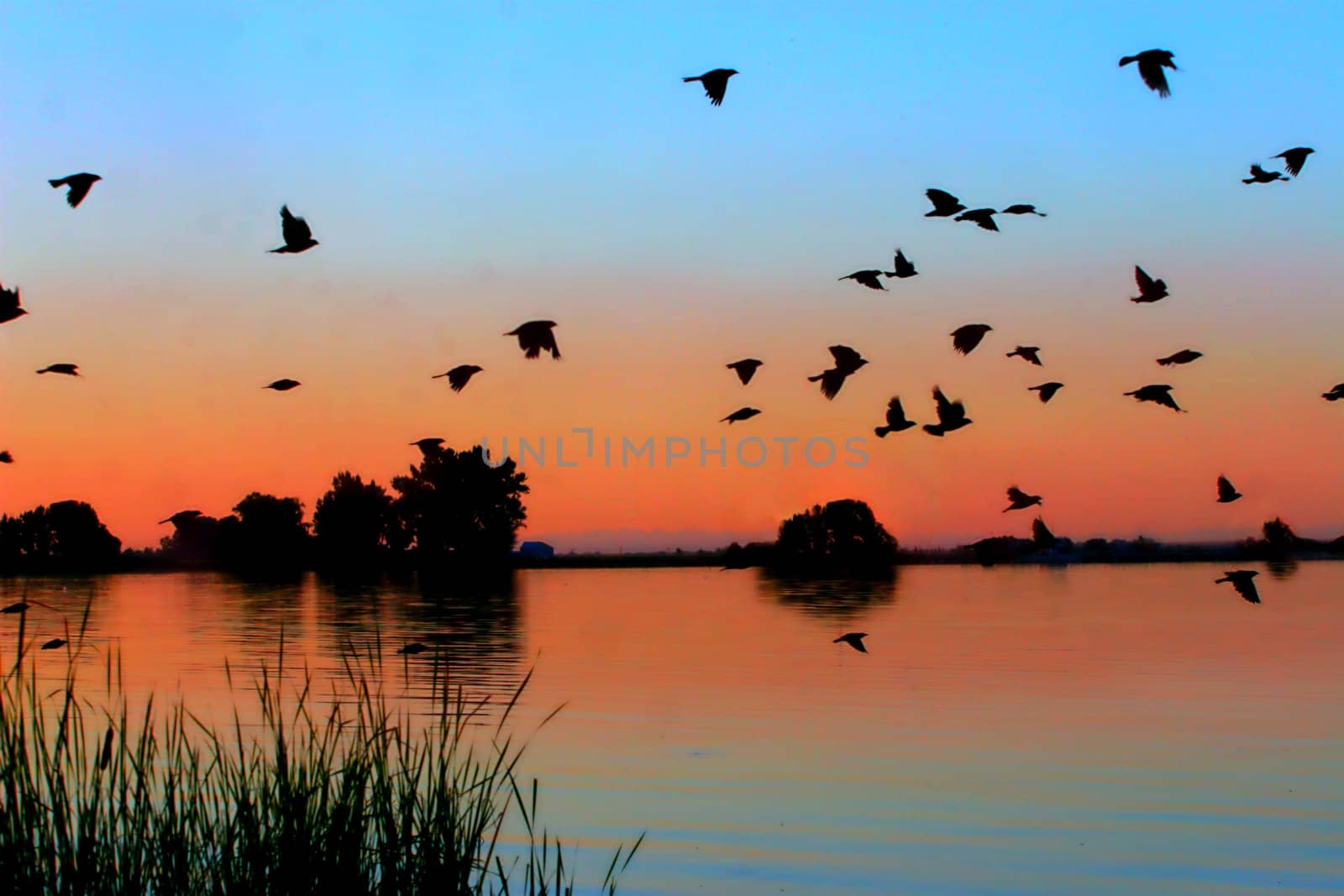 Late evening sunset over lake with birds