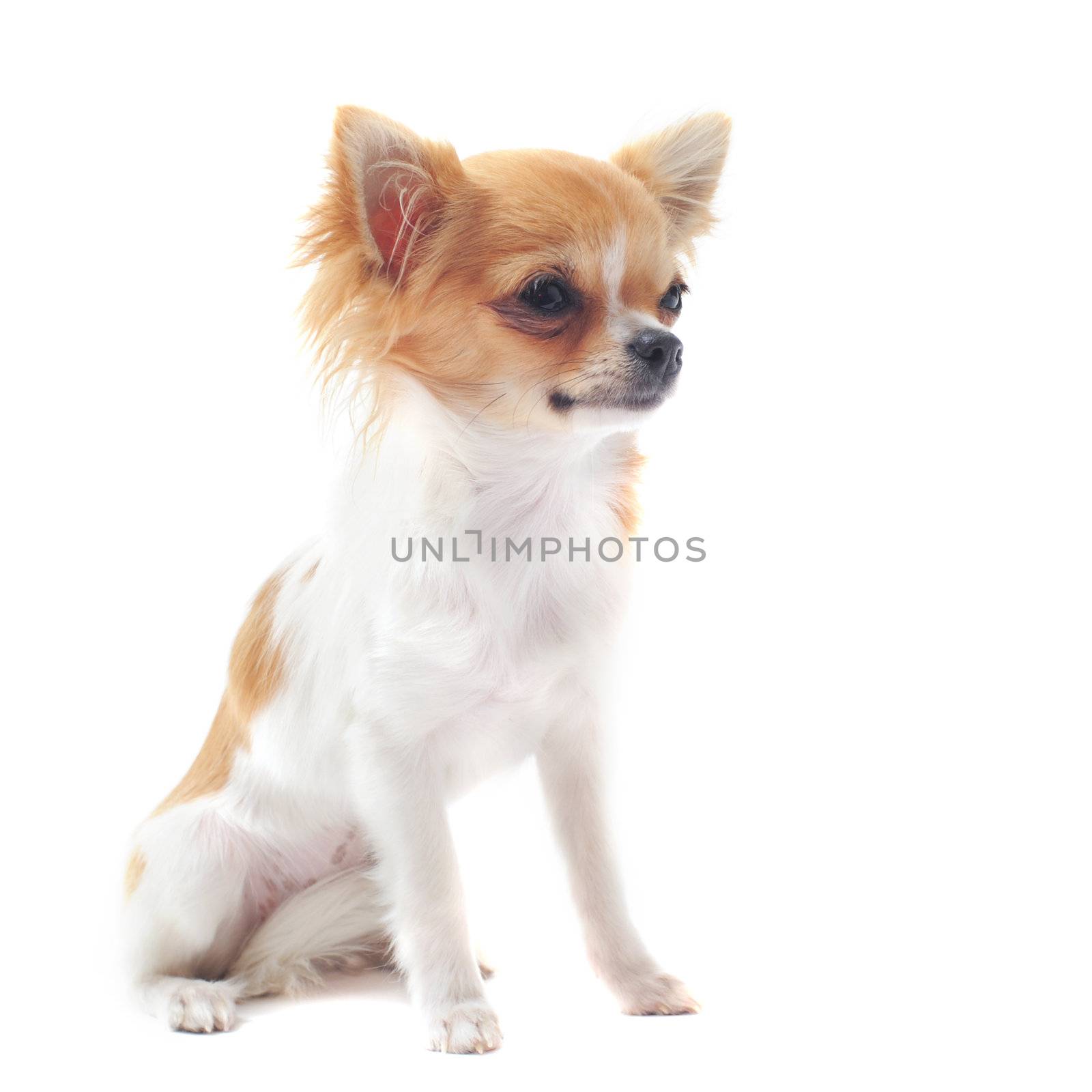 portrait of a cute purebred  puppy chihuahua in front of white background