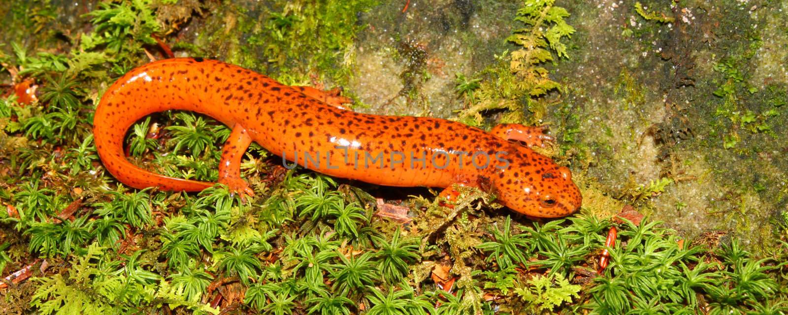A Red Salamander (Pseudotriton ruber) in northern Alabama.