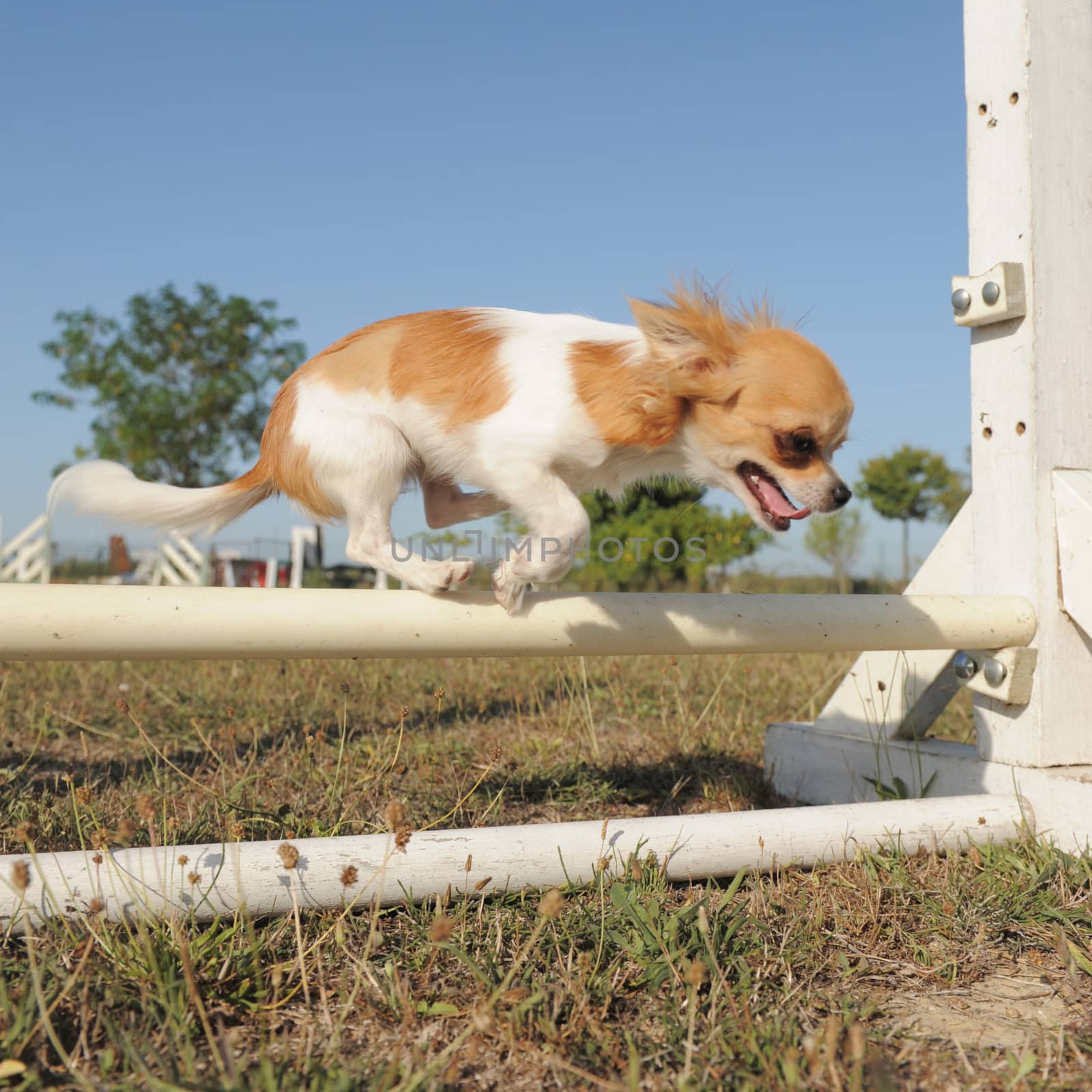 portrait of a jumping purebred  puppy chihuahua