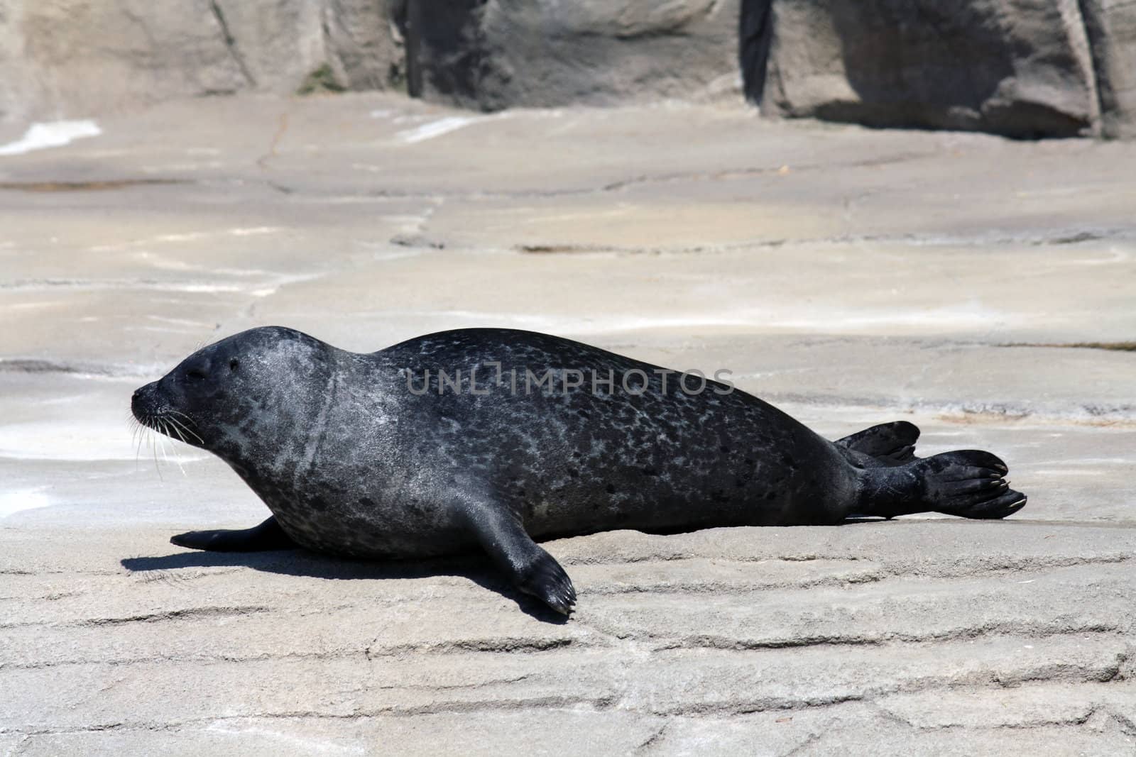 A portrait of a Common Seal (Phoca Vitulina)