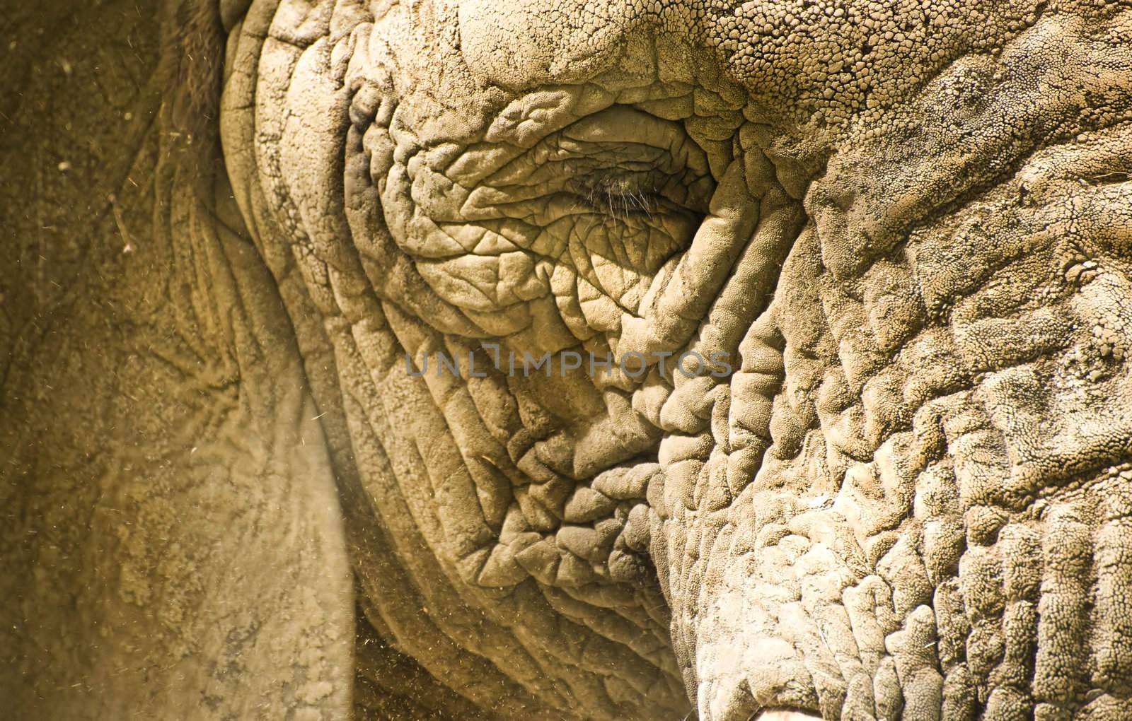African Elephants by Veneratio