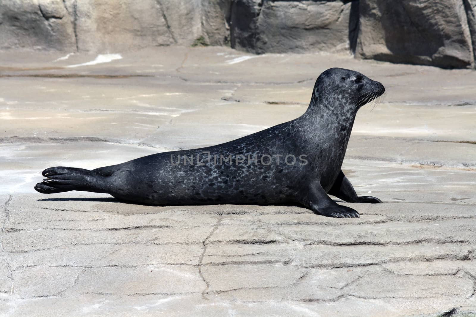 A portrait of a Common Seal (Phoca Vitulina)