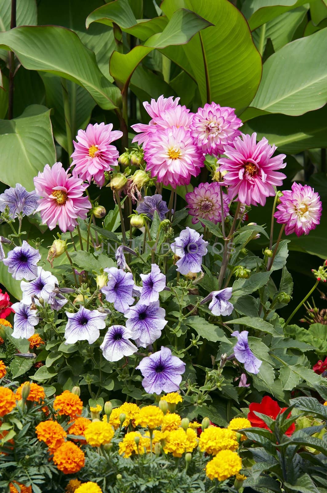 Detail of the blossoming flowers - ornamental flowers - summer annual