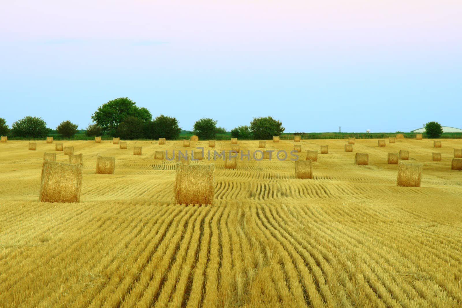 bales of hay in field by njene