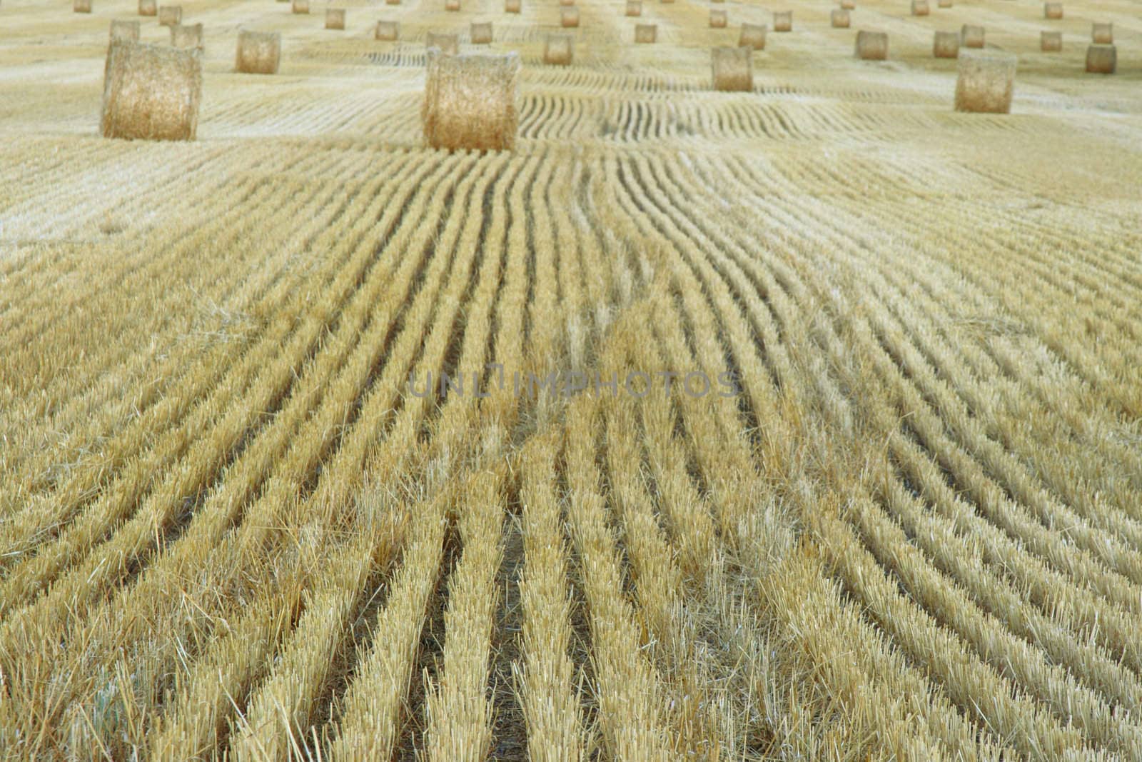 hay fields during harvest