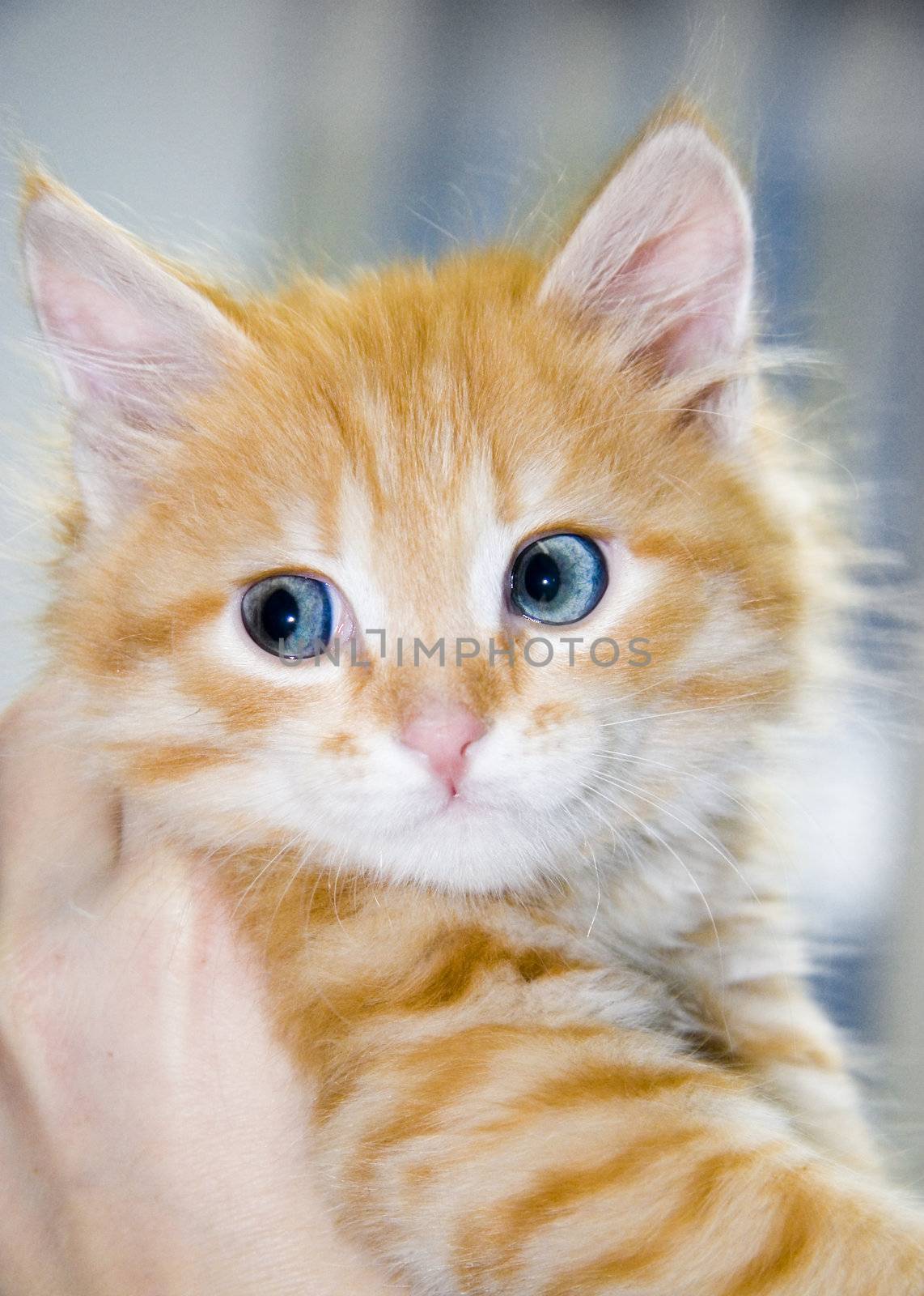Cute orange kitten with blue eyes by Kudryashka