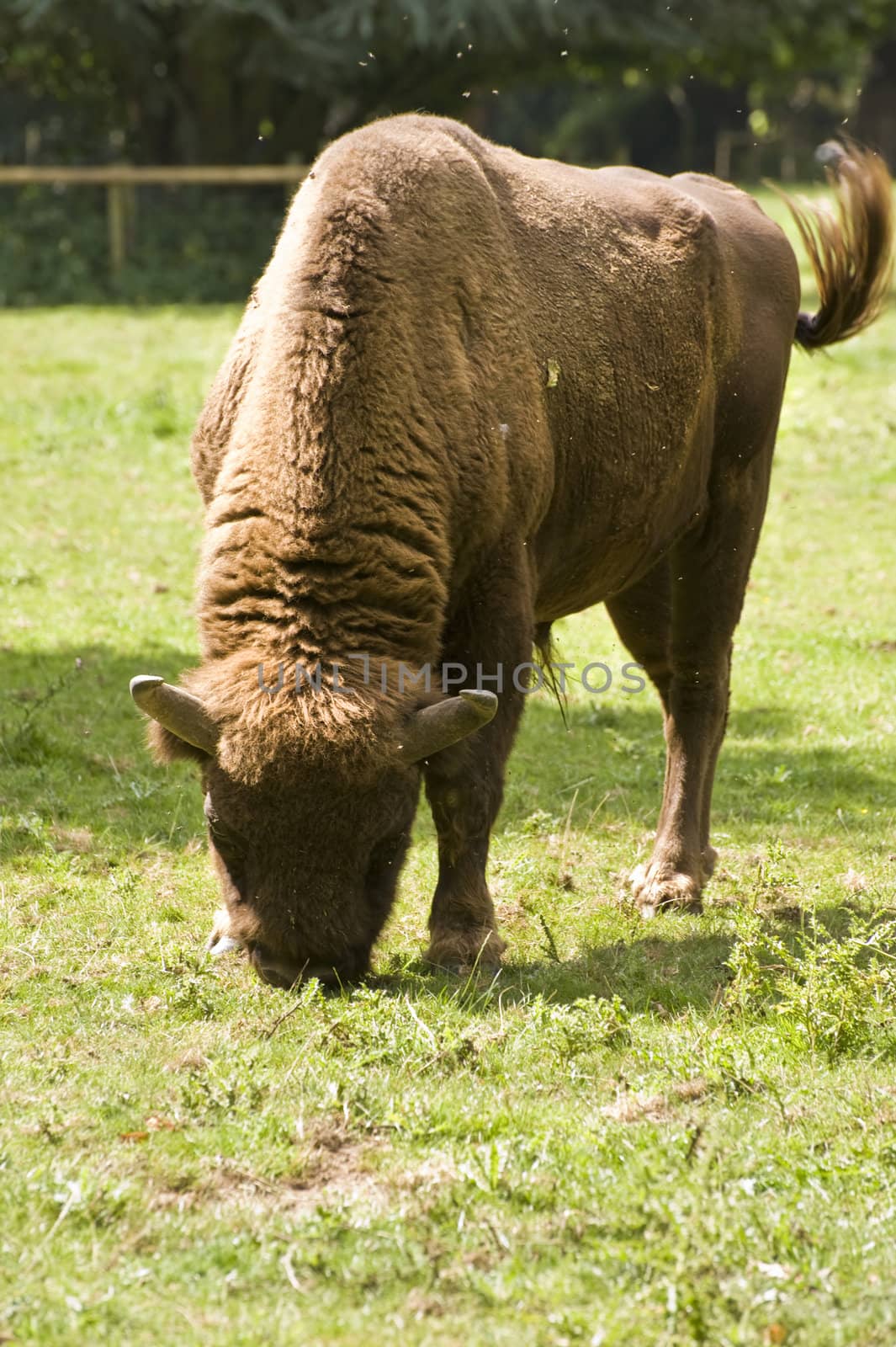 Powerful intimidating European Bison