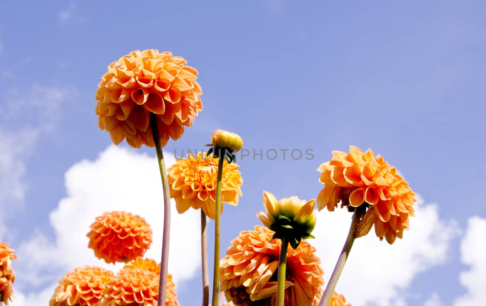 Beautiful orange color lupine on background of cloudy blue sky.