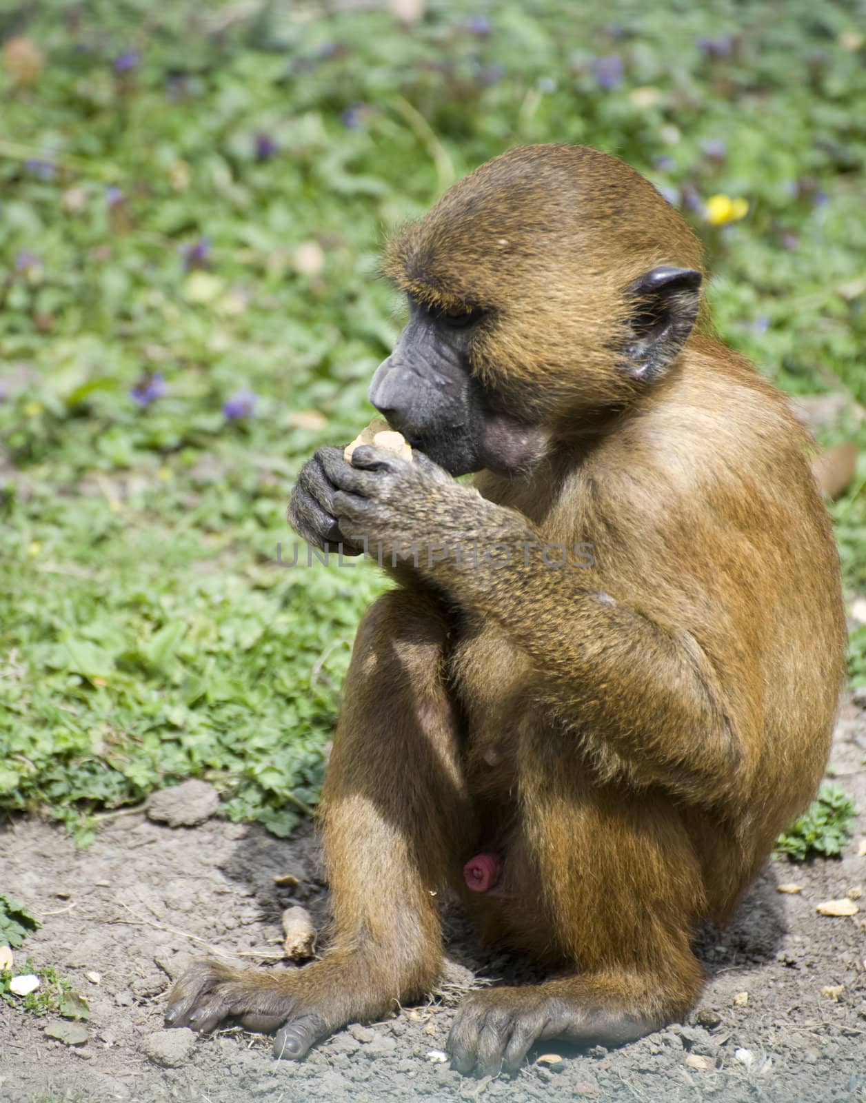 Young guinea baboon