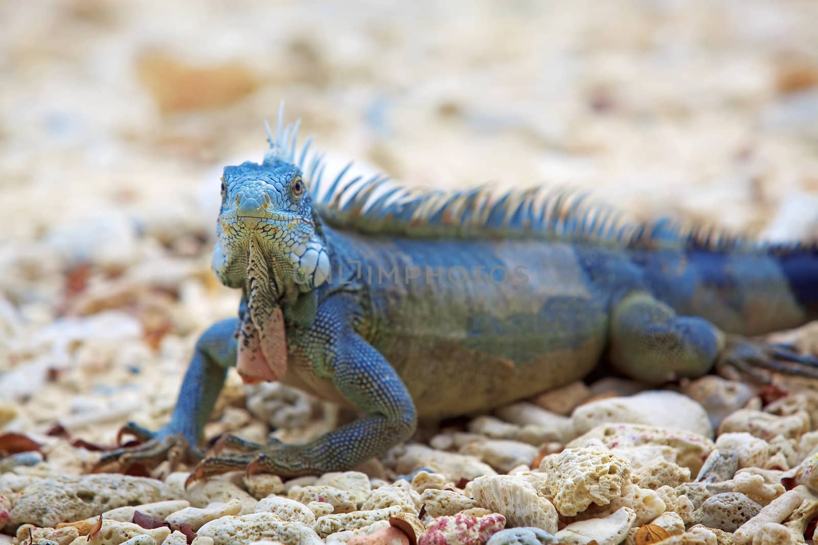 Iguana on Port Marie beach on Curacao