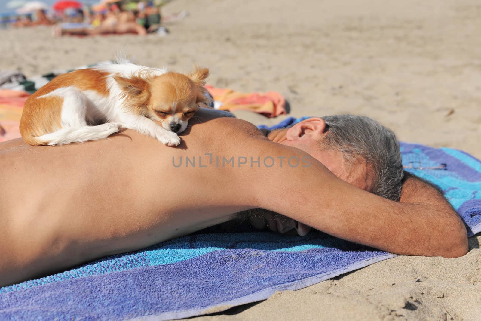 puppy chihuahua on the beach by cynoclub
