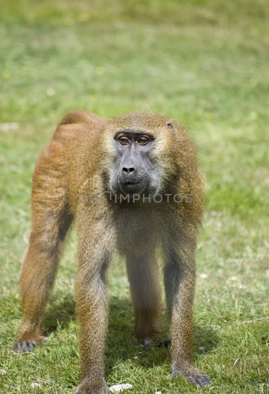 Close up of male baboon