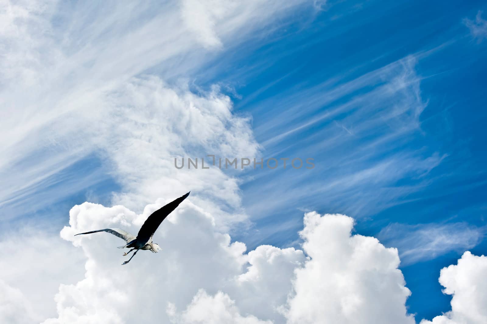 Bird in flight against stunning blue sky with clouds freedom con by Veneratio