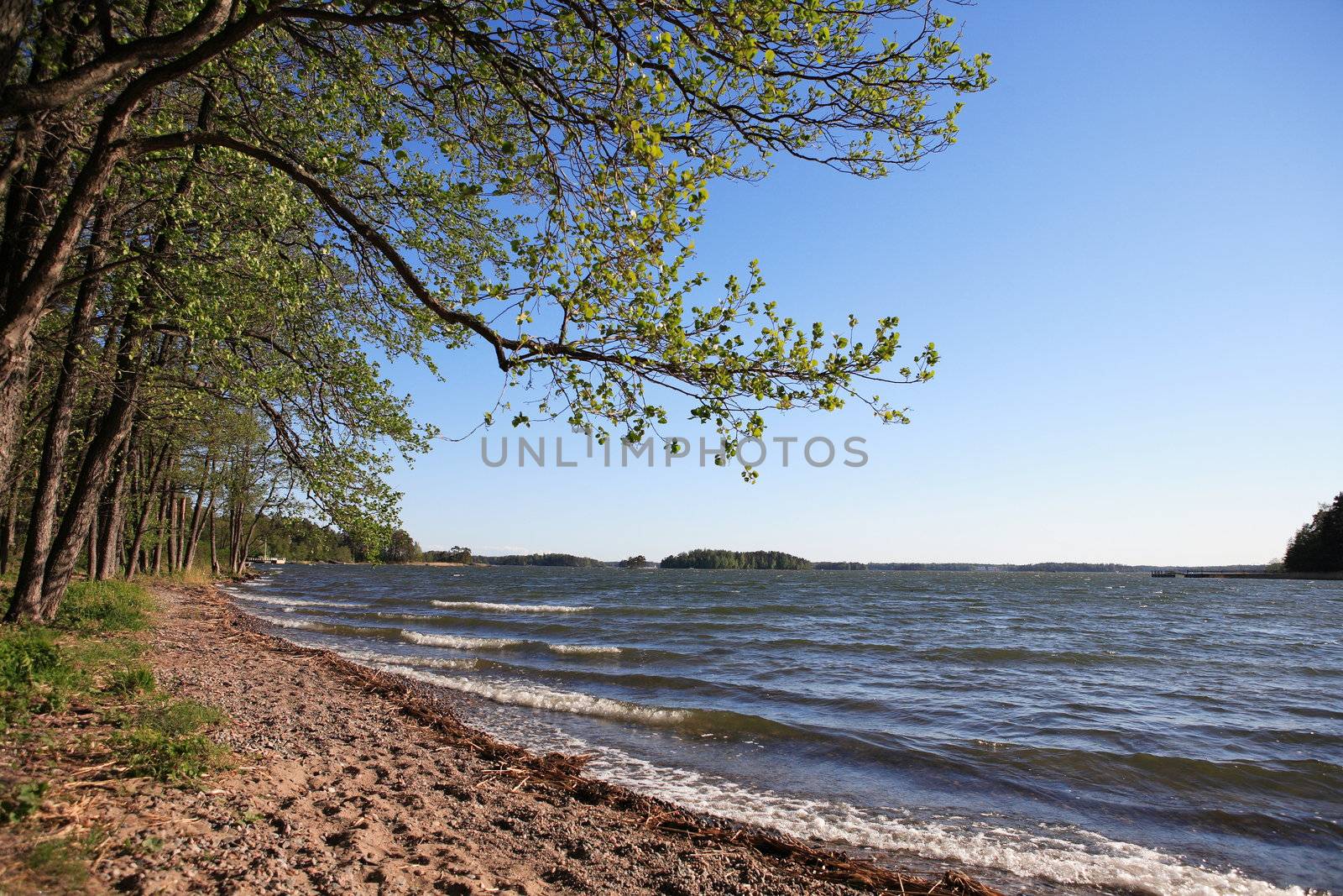 Beach and trees at seahore at windy evening