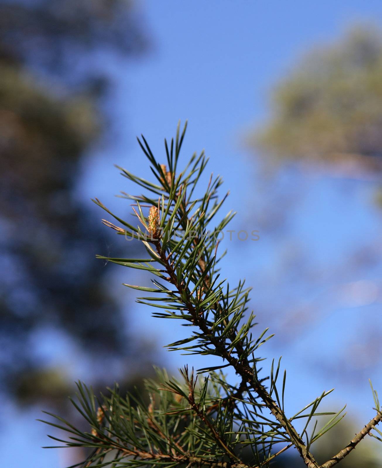 Pine branch detail
